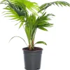 Schirmpalme (Livistona rotundifolia) D 17 cm H 60 cm