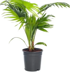 Schirmpalme (Livistona rotundifolia) D 17 cm H 60 cm