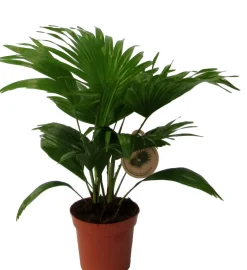 Schirmpalme (Livistona rotundifolia) D 14 H 40 cm