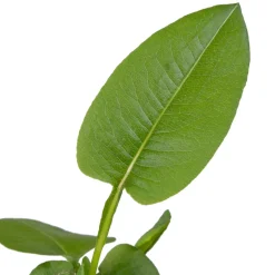 Schlangen-Knöterich (Polygonum bistorta) D 9 H 20 cm