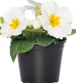 Schlüsselblume (Primula acaulis) weiß D 10,5 H 10 cm