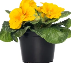 Schlüsselblume (Primula acaulis) gelb D 10,5 H 10 cm