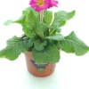 Schlüsselblume (Primula elatior 'Sibel Rose') D 12 H 20 cm