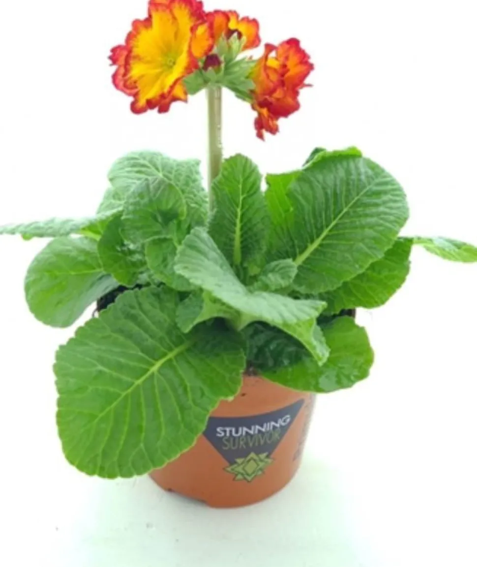 Schlüsselblume (Primula elatior 'Sibel Scarlet Yellow') D 12 H 20 cm
