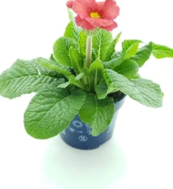 Schlüsselblume (Primula elatior 'Stella Salmon Red') D 12 H 25 cm