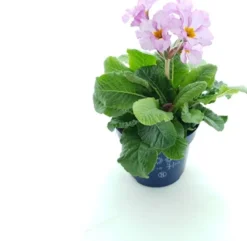 Schlüsselblume (Primula elatior 'Stella Lavender') D 12 H 25 cm