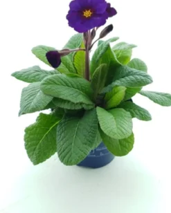 Schlüsselblume (Primula elatior 'Stella Purple') D 12 H 25 cm