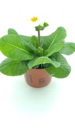 Schlüsselblume (Primula elatior 'Sibel White') D 12 H 20 cm