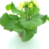 Schlüsselblume (Primula elatior 'Sibel Lime') D 12 H 20 cm