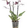 Schmetterlingsorchidee 3 Triebe (Phalaenopsis) lila D 12 H 55 cm