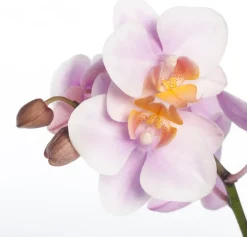 Schmetterlingsorchidee 3 Triebe (Phalaenopsis) rosa D 12 H 55 cm