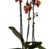 Schmetterlingsorchidee 3 Triebe (Phalaenopsis 'DesignZ') gelb D 12 H 55 cm