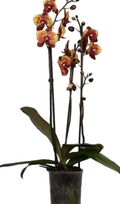 Schmetterlingsorchidee 3 Triebe (Phalaenopsis 'DesignZ') gelb D 12 H 55 cm