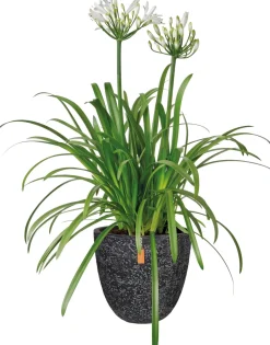 Schmucklilie (Agapanthus africanus 'Whitney') D 24 H 70 cm