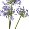 Schmucklilie (Agapanthus africanus 'Amourette Blue') D 17 H 70 cm