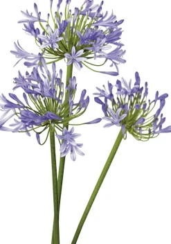 Schmucklilie (Agapanthus africanus 'Amourette Blue') D 17 H 70 cm
