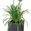 Schmucklilie (Agapanthus africanus 'Amourette White') D 17 H 70 cm