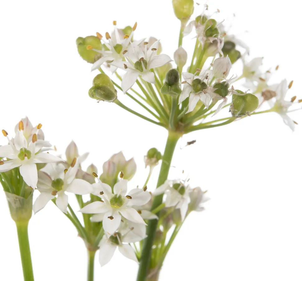 Schnittknoblauch (Allium tuberosum) D 11 H 10 cm