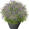 Schopflavendel (Lavandula stoechas 'Marseille') D 19 H 35 cm