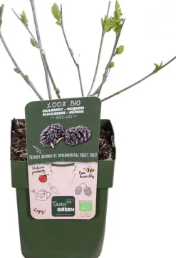 Schwarze Maulbeere (Morus nigra 'Mulle') H 45 cm