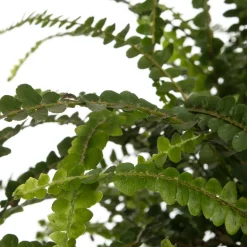 Schwertfarn (Nephrolepis 'Duffi') D 17 H 35 cm