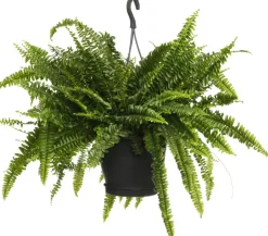 Schwertfarn (Nephrolepis exaltata 'Green Lady') D 20 H 60 cm