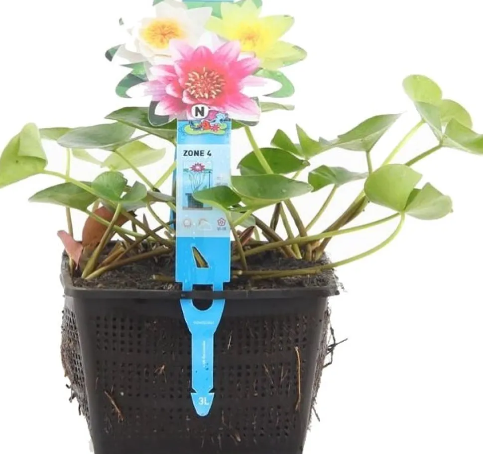 Seerose (Nymphaea Mix Trio Pygmaea) D 18 H 30 cm