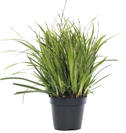 Segge (Carex morrowii 'Ice Dance') D 17 H 40 cm