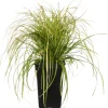 Segge (Carex oshimensis 'Eversheen') D 17 H 30 cm