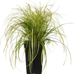 Segge (Carex oshimensis 'Eversheen') D 17 H 30 cm