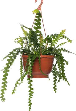 Sägeblattkaktus (Epiphyllum anguliger) D 14 H 30 cm