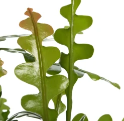 Sägeblattkaktus (Epiphyllum anguliger) D 25 H 60 cm