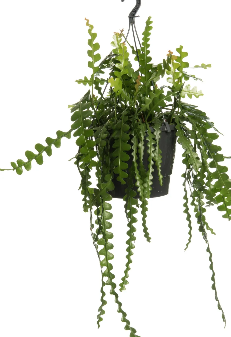 Sägeblattkaktus (Epiphyllum anguliger) D 12 H 25 cm