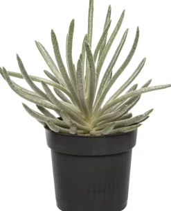 Silber-Kreuzkraut (Senecio scaposus) D 10,5 H 15 cm