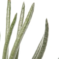 Silber-Kreuzkraut (Senecio scaposus) D 10,5 H 15 cm