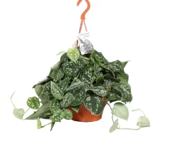 Silberne Efeutute im Hängetopf (Epipremnum pictus) D 19 H 50 cm