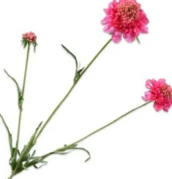Silk-Ka Kunstblume Scabiosa violett 66 cm