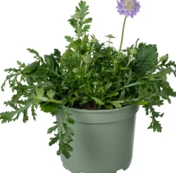 Skabiose (Scabiosa caucasica 'Perfecta')