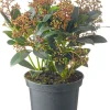 Skimmie (Skimmia japonica 'Rubella') D 19 H 60 cm
