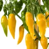 Snackpaprika gelb extra scharf (Capsicum chinense) D 14 H 40 cm
