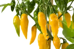 Snackpaprika gelb extra scharf (Capsicum chinense) D 14 H 40 cm