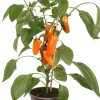 Snackpaprika orange (Capsicum annuum) D 14 H 40 cm