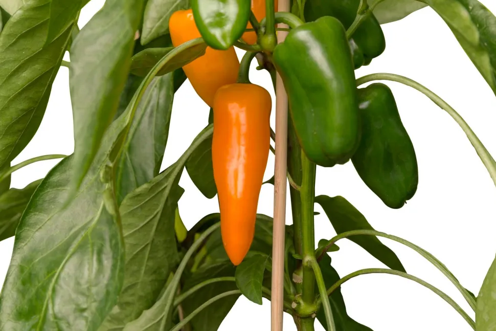 Snackpaprika orange (Capsicum annuum) D 14 H 40 cm