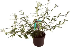 Sommerflieder (Buddleja davidii 'Black Knight') D 24 H 40 cm