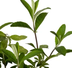 Sommerflieder (Buddleja davidii 'Royal Red') D 24 H 40 cm