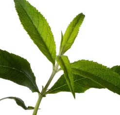 Sommerflieder (Buddleja davidii 'White Profusion') D 24 H 40 cm