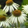 Sonnenhut (Echinacea purpurea 'White Swan') D 9 H 5 cm