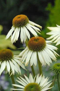 Sonnenhut (Echinacea purpurea 'White Swan') D 9 H 5 cm