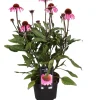 Sonnenhut (Echinacea purpurea) D 17 H 40 cm