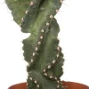 Spiralkaktus (Cereus spiralis) D 11 H 25 cm
